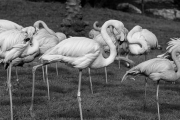 Obraz premium A group of flamingos stand on the grass at a zoo in Jerusalem