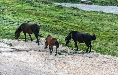A wild horses walking over Trebevic Mountain