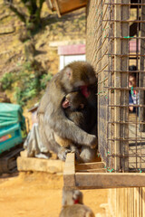 Monkey Park in Kyoto (Japan)