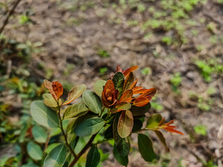 Breynia vitis-idaea, the officinal breynia, is a perennial tree-like species of Phyllanthaceae, found from India east to Taiwan and Okinawa and south to Indonesia.