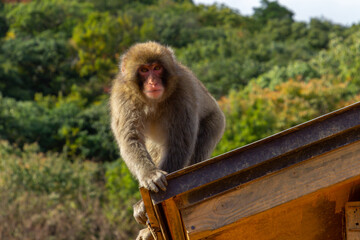 Monkey Park in Kyoto (Japan)