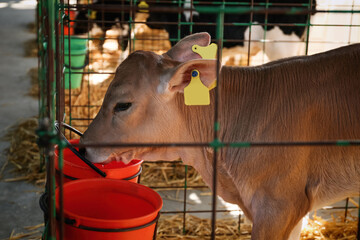 Pretty little calf drinking water on farm. Animal husbandry © New Africa