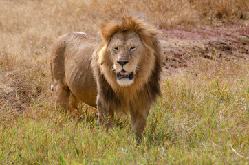 Obraz na płótnie Canvas Lion en Tanzanie