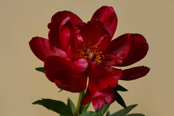 Dark red elegant peony flower isolated on beige background.