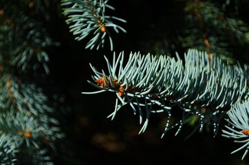 Naklejka na ściany i meble Fir branches blue spruce. Close up.