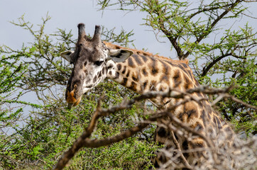 Girafe en Tanzanie