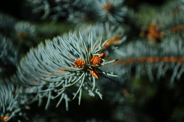 Naklejka na ściany i meble Fir branches blue spruce. Close up.