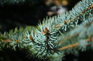 Fir branches blue spruce. Close up.