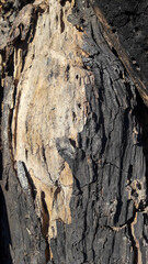 Burnt Tree - 1