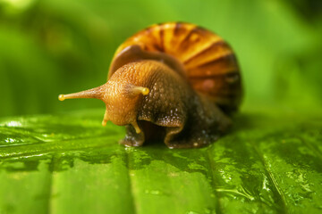 snail on a leaf