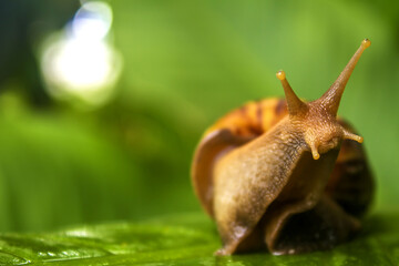snail on a leaf