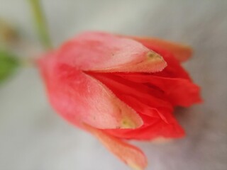 blossom of red pomegranate flower and buds closeup 