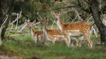 Fallow deer during the rutting season