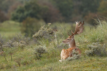 Fallow deer during the rutting season