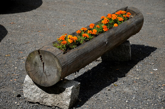 flowerpot with orange flowers annuals from carved spruce logs. The hollow trunk lined with stones serves as an improvised flowerpot in a cottage in the mountains by the gravel road parking area