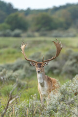 Naklejka premium Fallow deer during the rutting season