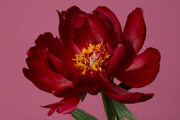 Fototapeta na wymiar Dark red elegant peony flower isolated on pink background.