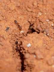 Macro photo of ants entering small hole on the soil ground, close up photo of ants on the ground.