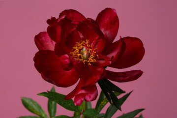 Obraz na płótnie Canvas Dark red elegant peony flower isolated on pink background.
