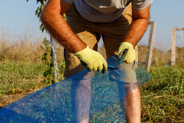 Farmer Cutting Blue Net to Use As Protection For Young Fruit Trees