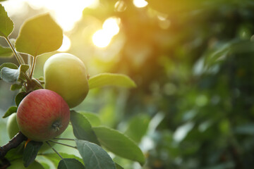 Ripe apples on tree branch in garden. Space for text