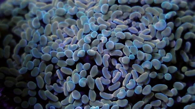 Beautiful euphyllia lps coral in coral reef aquarium tank. Macro shot. Selective focus.