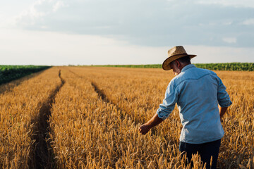 Naklejka na ściany i meble farmer walking through wheat field