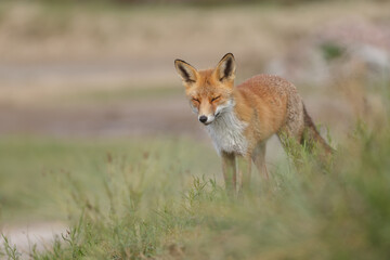 Naklejka na ściany i meble Red fox in naturen a sunny day in September