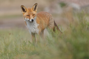 Naklejka na ściany i meble Red fox in naturen a sunny day in September