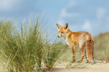 Red fox in naturen a sunny day in September