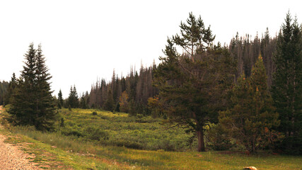 Forest surrounding a meadow  in the Rocky Mountains