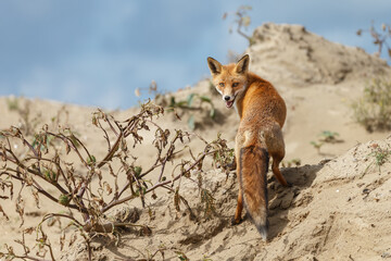 Red fox in naturen a sunny day in September