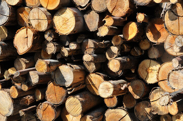 Wood lot