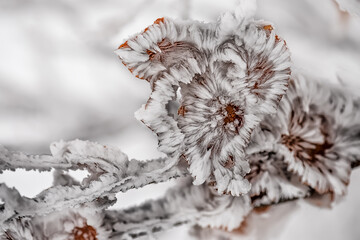 Branches with yellow leaves covered with frost needles. Natural winter look. Frosty patterns of...