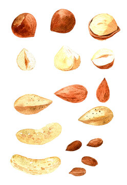 Set of nuts: Almonds, peanuts, hazelnuts, cashews. Hand drawn watercolor illustration isolated on white background