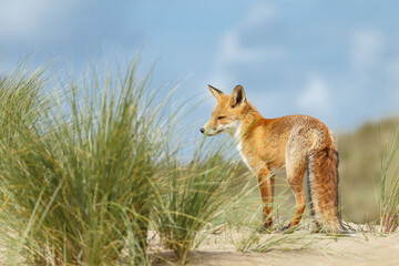 Red fox in naturen a sunny day in September
