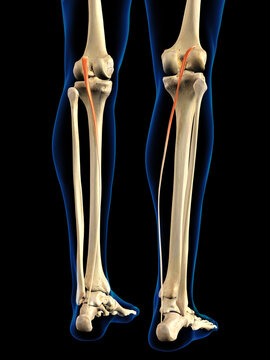 Posterior Plantaris Muscles in Isolation on Human Leg Skeleton, 3D Rendering