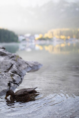Ente Eibsee Zugspitze