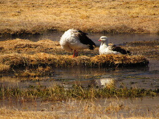 Obraz premium Fotos tomas en un viaje a San Pedro de Atacma, Chile en el año 2017