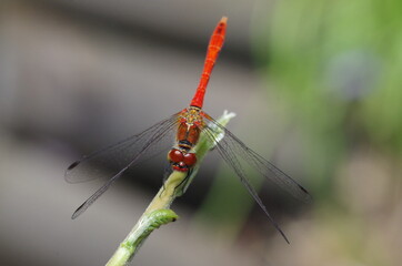 Libellule rouge (Sympetrum sanguineum)