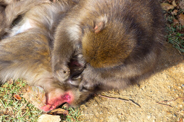 Monkey Park in Kyoto (Japan)
