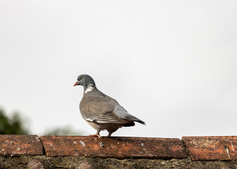 pigeon on the roof