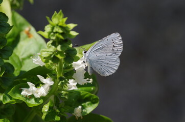 Azuré bleu céleste (Lysandra bellargus)