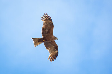 Obraz na płótnie Canvas Black kite (Milvus migrans).