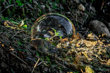 Four-leaf clover into the bubble