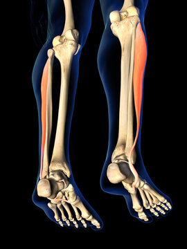 Peroneus Longus Muscle in Isolation on Human Leg Skeleton, 3D Rendering on Black