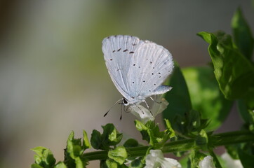Azuré bleu céleste (Lysandra bellargus) sur fleur de basilic