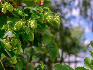 Selective focus on green cones of decorative hops. View of a climbing plant on a sunny day. High quality photo