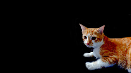 a little cat lying on black background.
