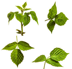green raspberry garden leaves on a white background. set, collection